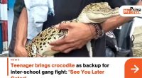 Gator