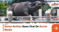 Serian Buffalo