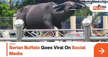 Serian Buffalo